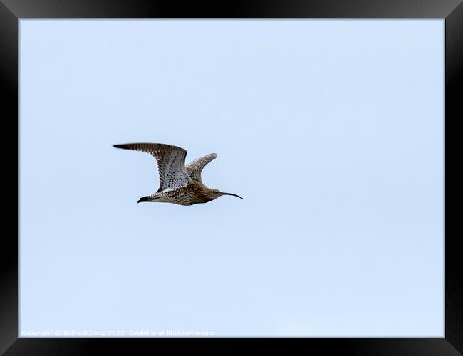 Curlew flying  Framed Print by Richard Long