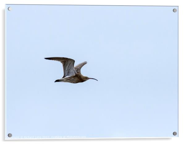 Curlew flying  Acrylic by Richard Long