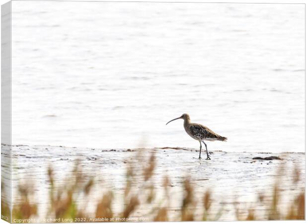 Eurasian Curlew  Canvas Print by Richard Long