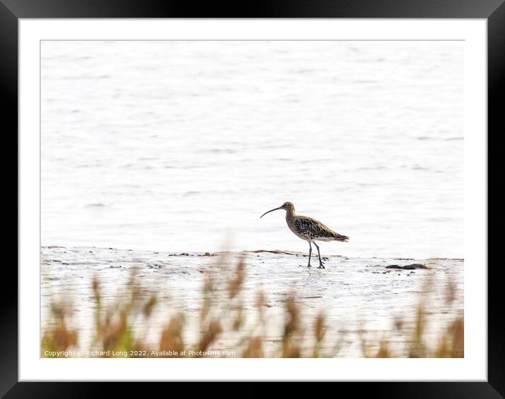 Eurasian Curlew  Framed Mounted Print by Richard Long