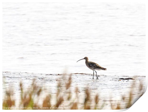Eurasian Curlew  Print by Richard Long