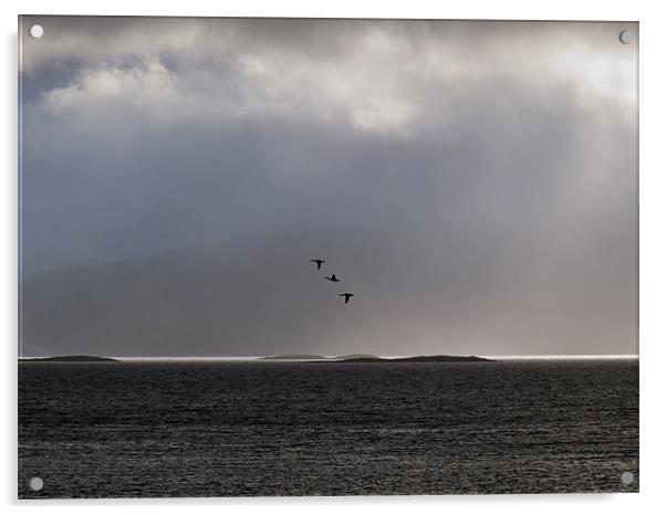 Ducks, dusk, Loch Linnhe Acrylic by Gary Eason
