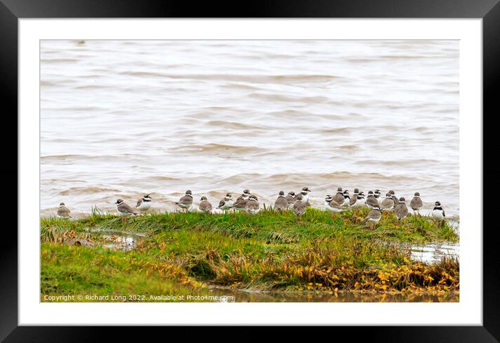 Ringed Plover Framed Mounted Print by Richard Long