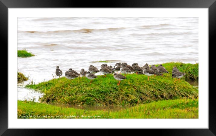 Flock of Redshank Framed Mounted Print by Richard Long