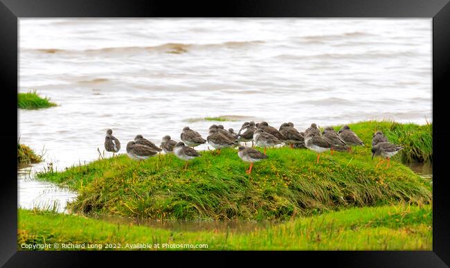 Flock of Redshank Framed Print by Richard Long