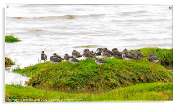 Flock of Redshank Acrylic by Richard Long