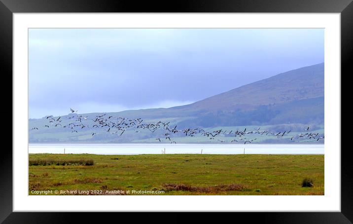 Barnacle Geese Framed Mounted Print by Richard Long
