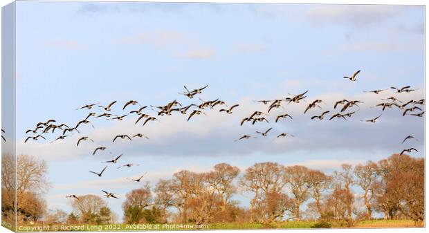 Barnacle Geese Canvas Print by Richard Long