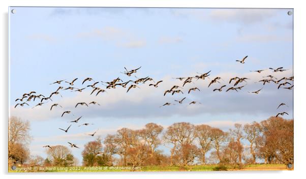 Barnacle Geese Acrylic by Richard Long
