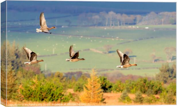 Pink Footed geese  Canvas Print by Richard Long