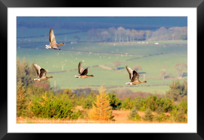 Pink Footed geese  Framed Mounted Print by Richard Long