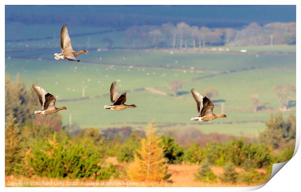Pink Footed geese  Print by Richard Long