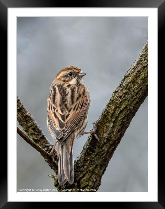A female reed bunting perched on a tree branch Framed Mounted Print by Vicky Outen