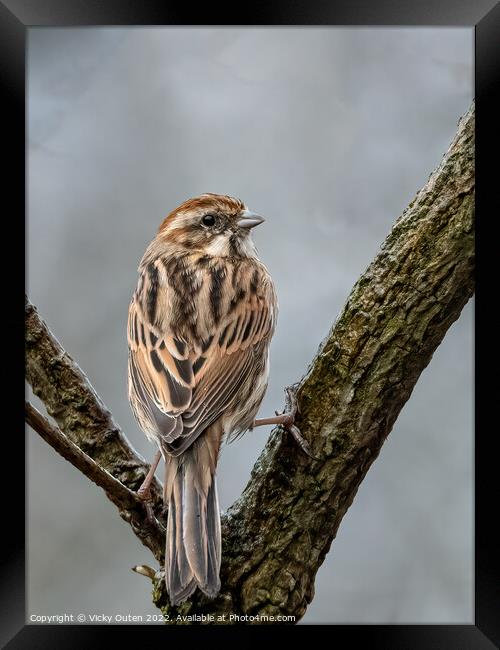 A female reed bunting perched on a tree branch Framed Print by Vicky Outen