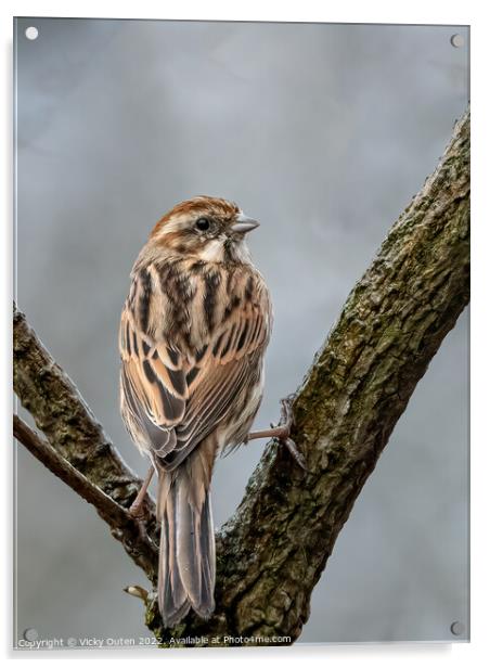 A female reed bunting perched on a tree branch Acrylic by Vicky Outen