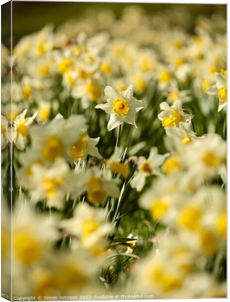 Daffodils   Canvas Print by Simon Johnson