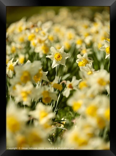 Daffodils   Framed Print by Simon Johnson