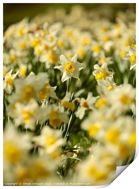Daffodils   Print by Simon Johnson