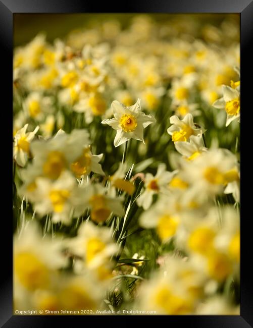 Dafodil flowers Framed Print by Simon Johnson