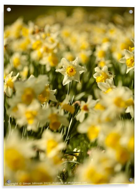 Dafodil flowers Acrylic by Simon Johnson