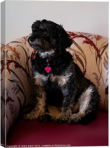 Terrier on a Chair. Canvas Print by Mark Ward