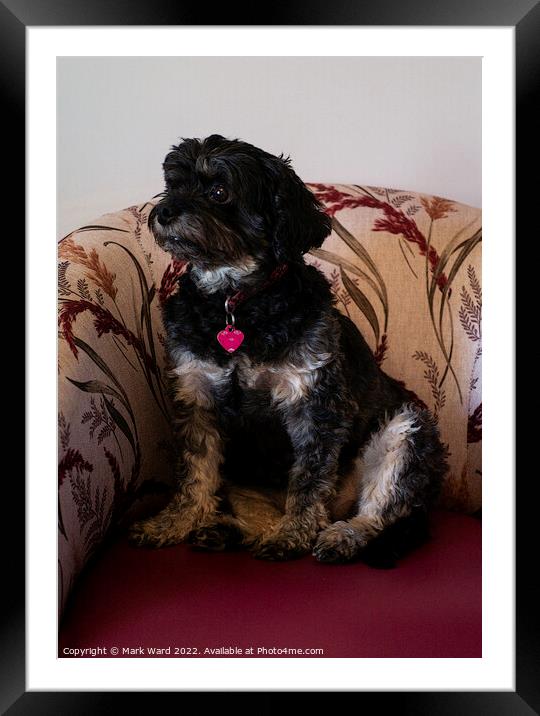 Terrier on a Chair. Framed Mounted Print by Mark Ward