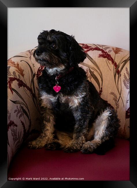 Terrier on a Chair. Framed Print by Mark Ward