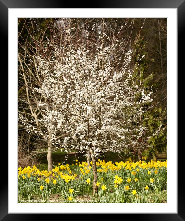 Spring blossom and flowers Framed Mounted Print by Simon Johnson