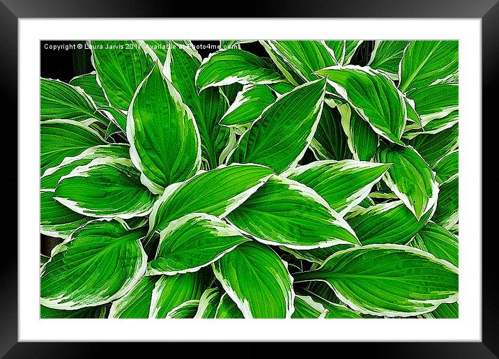 Fresh 'n Green Framed Mounted Print by Laura Jarvis