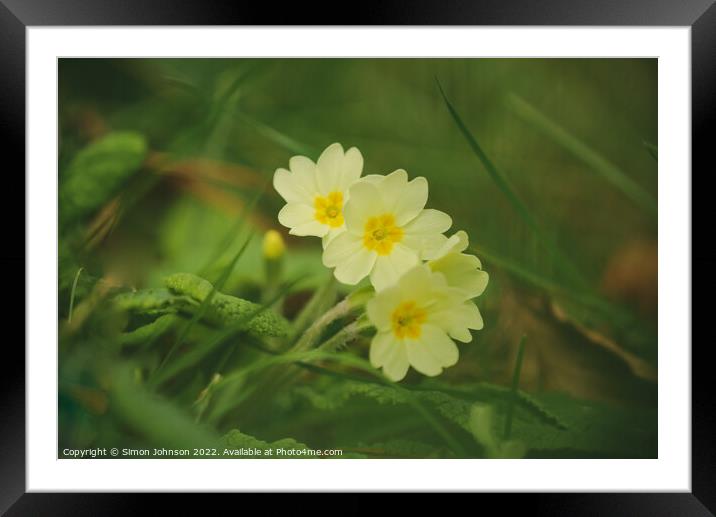 Tripple Primrose  flower Framed Mounted Print by Simon Johnson