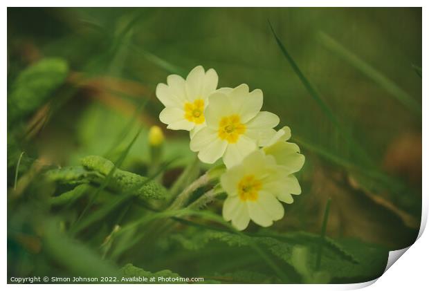 Tripple Primrose  flower Print by Simon Johnson