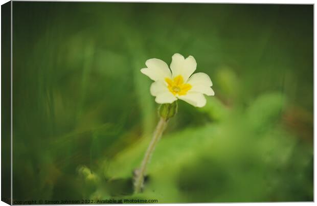 Primrose flower Canvas Print by Simon Johnson