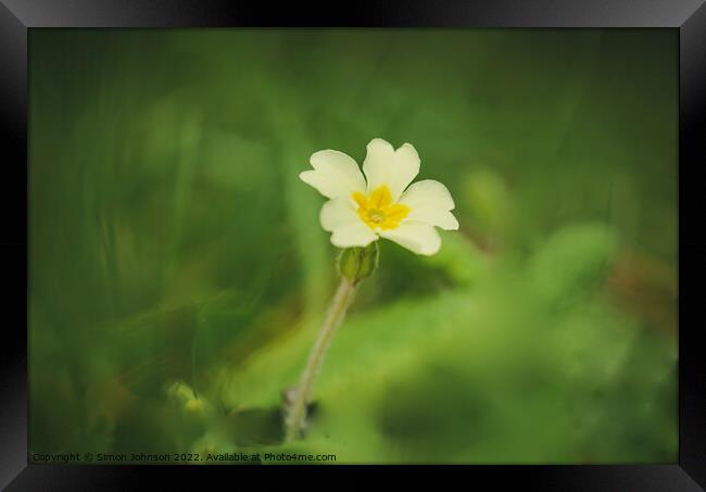 Primrose flower Framed Print by Simon Johnson