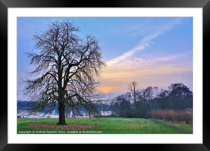 Plant tree Framed Mounted Print by Andrew Poynton