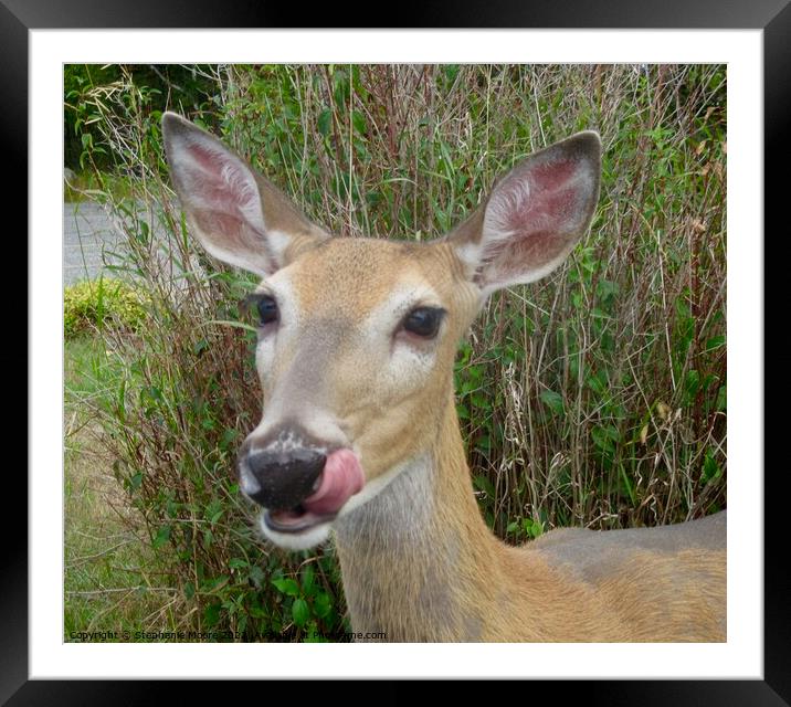 A deer standing in the grass Framed Mounted Print by Stephanie Moore