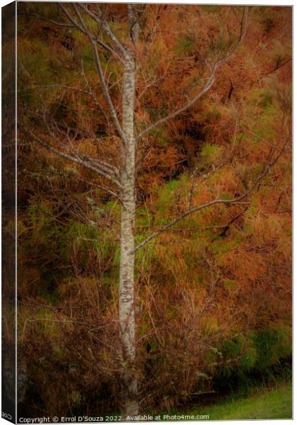 Autumn Foliage on a Birch Tree Canvas Print by Errol D'Souza