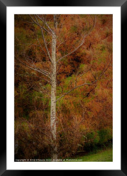 Autumn Foliage on a Birch Tree Framed Mounted Print by Errol D'Souza