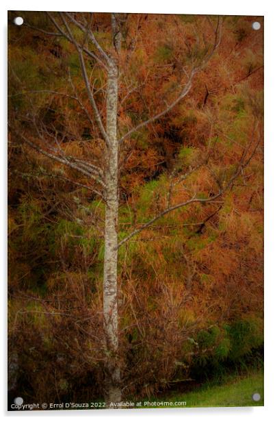 Autumn Foliage on a Birch Tree Acrylic by Errol D'Souza