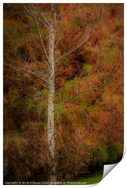 Autumn Foliage on a Birch Tree Print by Errol D'Souza