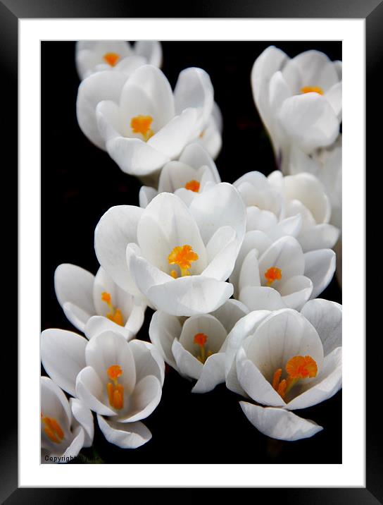 Crocus Framed Mounted Print by julie williams