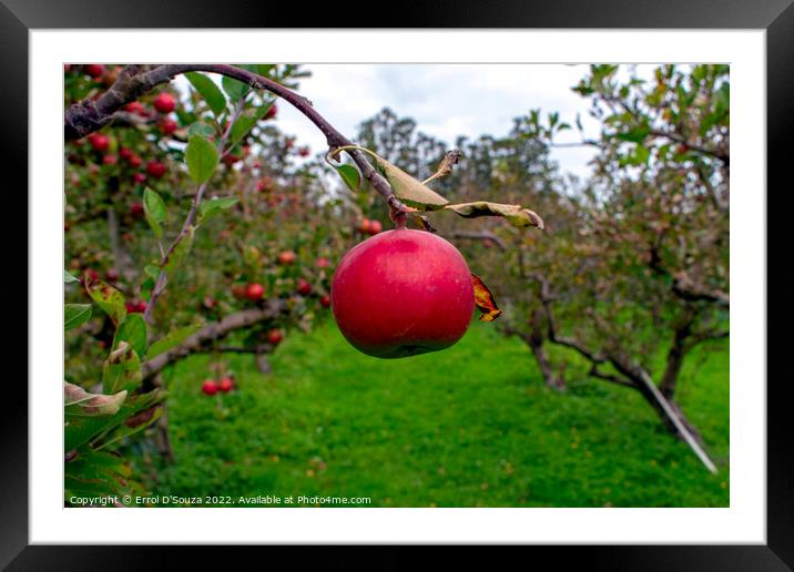 Single red juicy apple on a tree Framed Mounted Print by Errol D'Souza