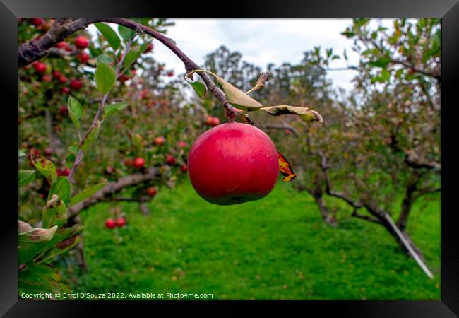 Single red juicy apple on a tree Framed Print by Errol D'Souza