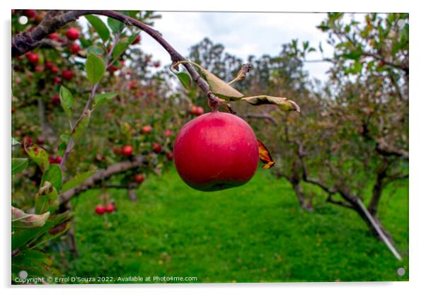 Single red juicy apple on a tree Acrylic by Errol D'Souza