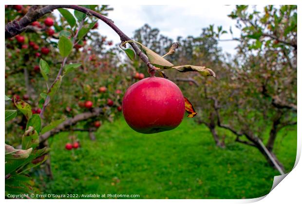 Single red juicy apple on a tree Print by Errol D'Souza