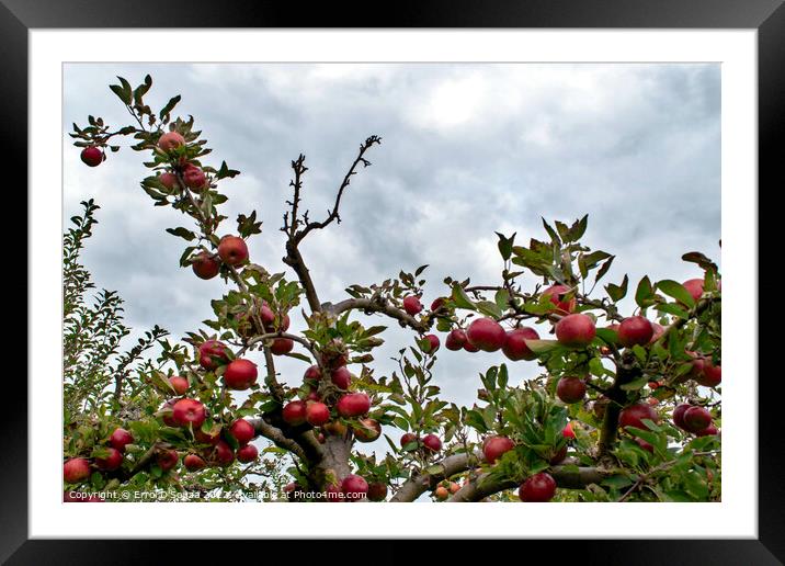 Bunch of red juicy apples on a tree Framed Mounted Print by Errol D'Souza