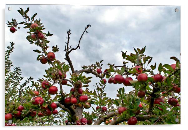 Bunch of red juicy apples on a tree Acrylic by Errol D'Souza