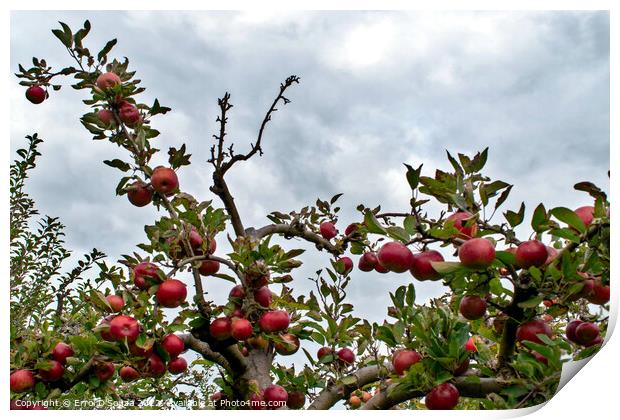Bunch of red juicy apples on a tree Print by Errol D'Souza