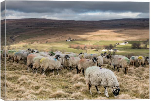 Feeding on Holwick Fell, Teesdale Canvas Print by Richard Laidler