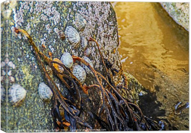 Barnicles and Limpets and Seaweed Canvas Print by GJS Photography Artist