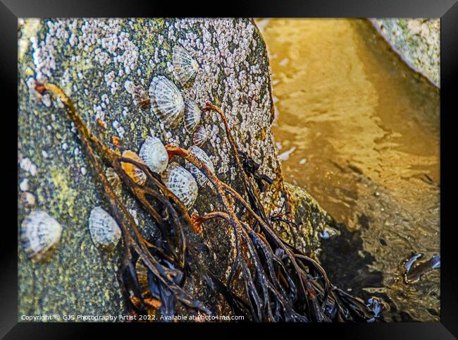 Barnicles and Limpets and Seaweed Framed Print by GJS Photography Artist